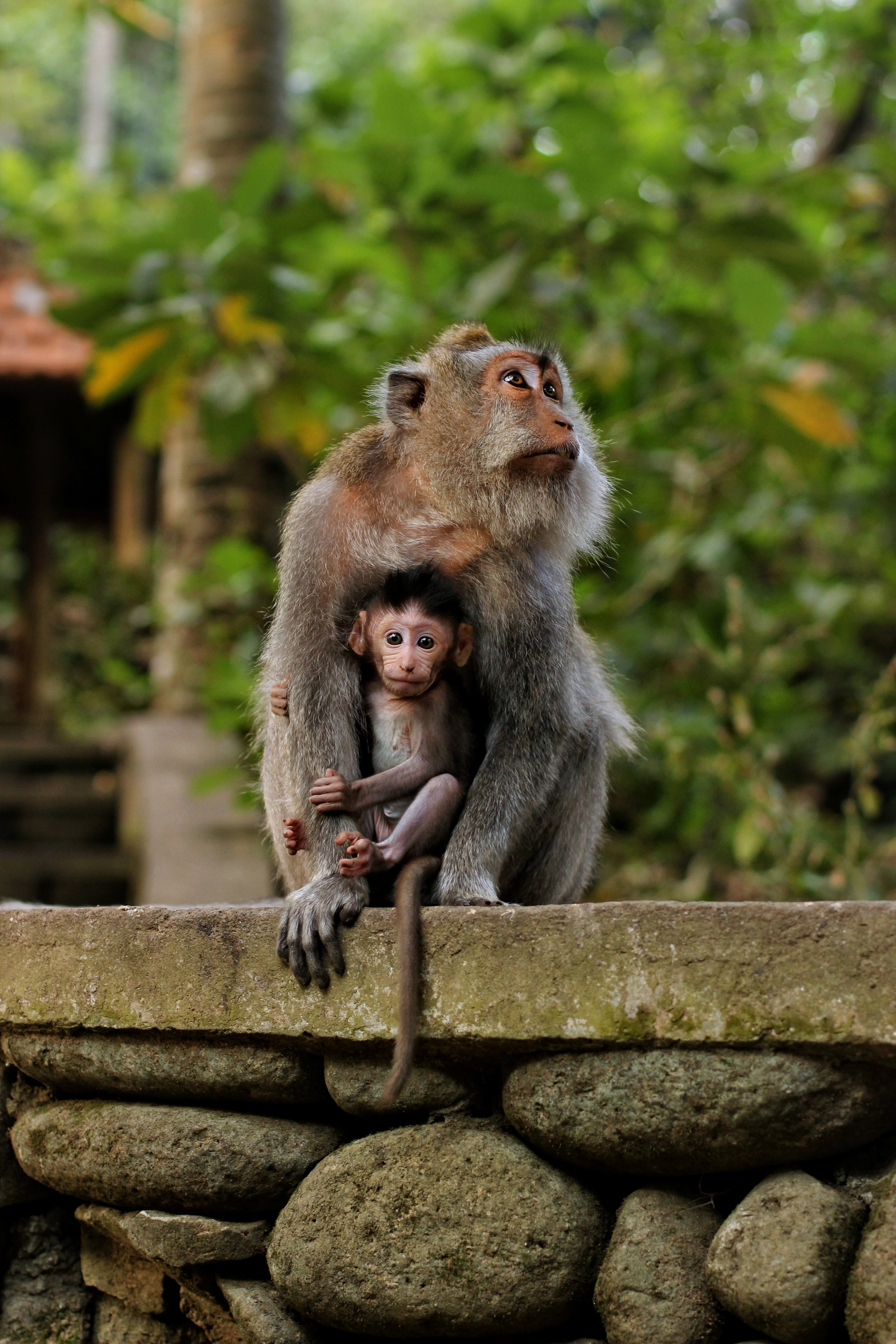 Baby primates are still openly sold in Bali market: JAAN