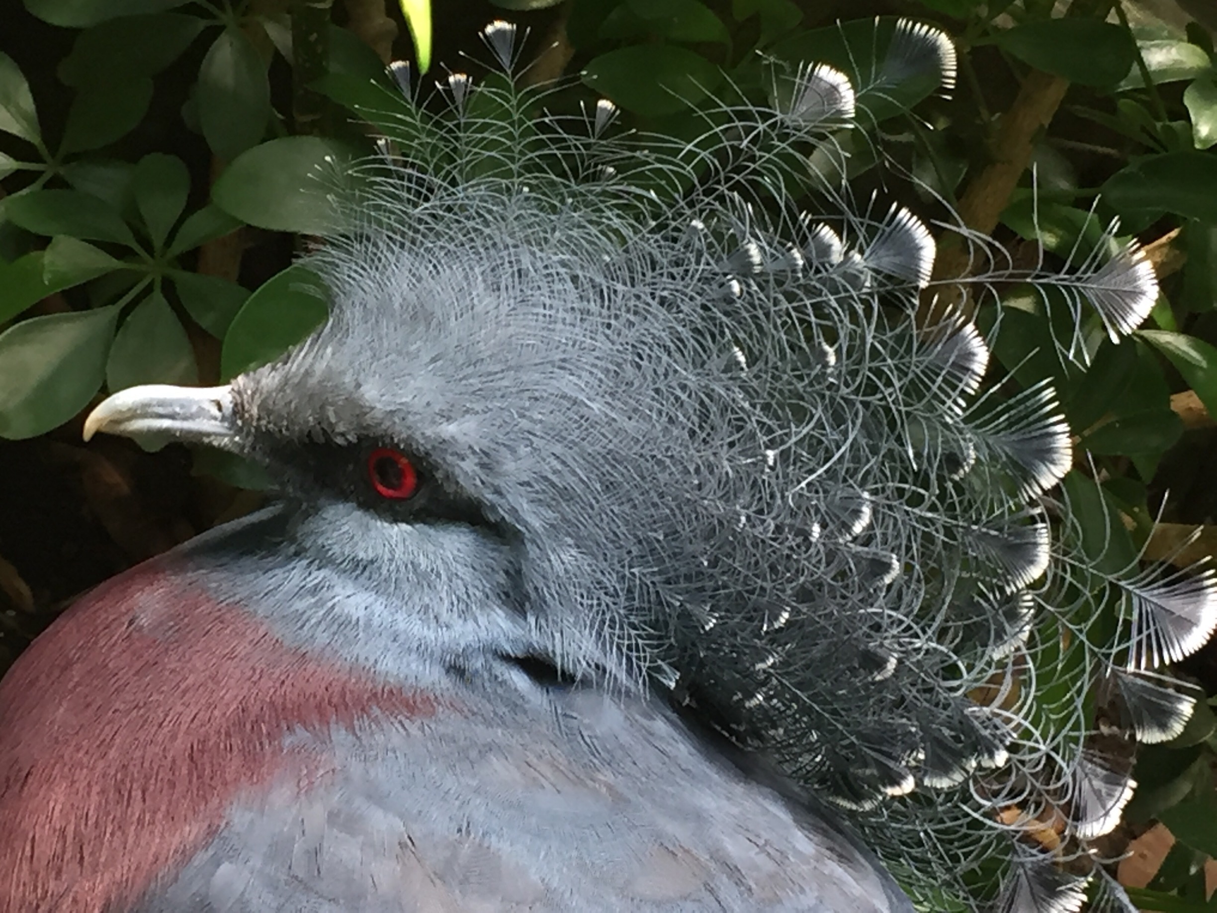 国立鳥園 ピッツバーグ エクスペディア