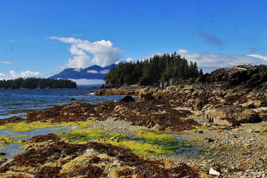 A place to explore the ocean’s tide pools and coast life