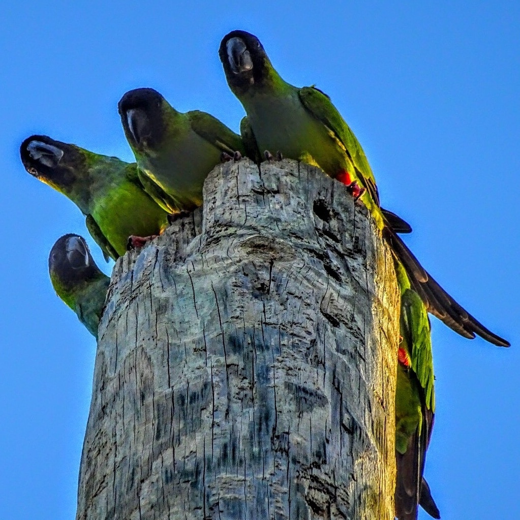 A communal roost of five nanday parakeets (Aratinga nenday) in a hollow utility pole at a miniature golf course.

These birds are native to South America, but released/escaped/abandoned caged birds have been known to establish groupings in California, Texas and Florida.