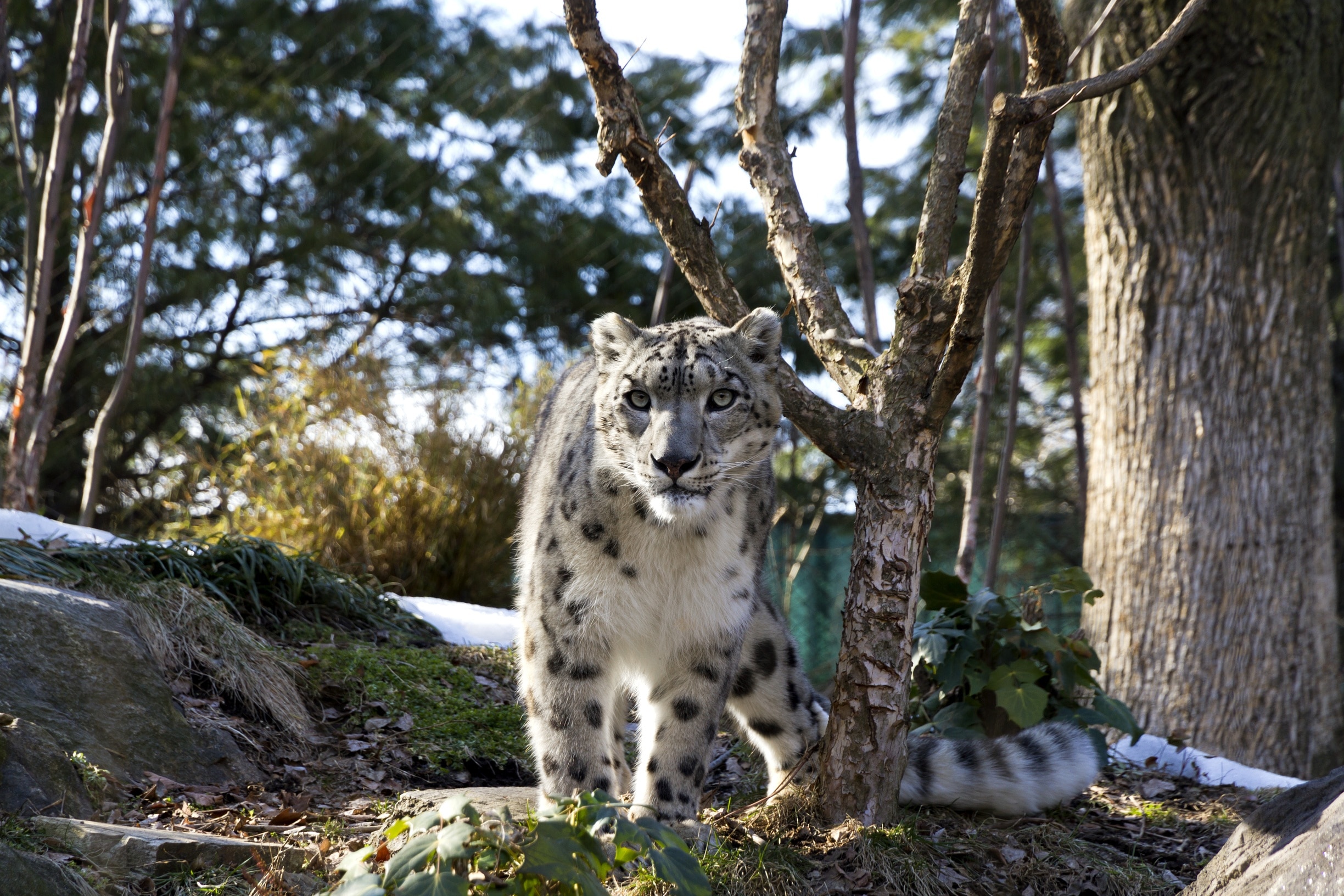 The Snow Leopard is my favourite of the big cats. I got lucky with this shot taken in Central Park Zoo.