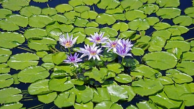 Waterlilly #5. Longwood Garden has the prettiest and arguably the best maintained Waterlilly ponds I have seen.