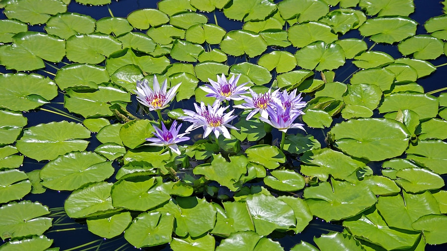 Longwood Gardens