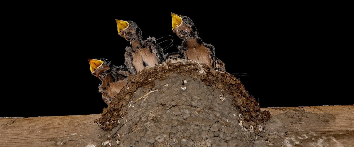 Nature is everywhere.  Swallows love to build nests and raise their young in our barn.  These three remind me of a choir singing in a loft.
#nature
#wildlife
#birds
#swallows
#mybackyard