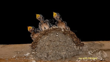Nature is everywhere.  Swallows love to build nests and raise their young in our barn.  These three remind me of a choir singing in a loft.
#nature
#wildlife
#birds
#swallows
#mybackyard