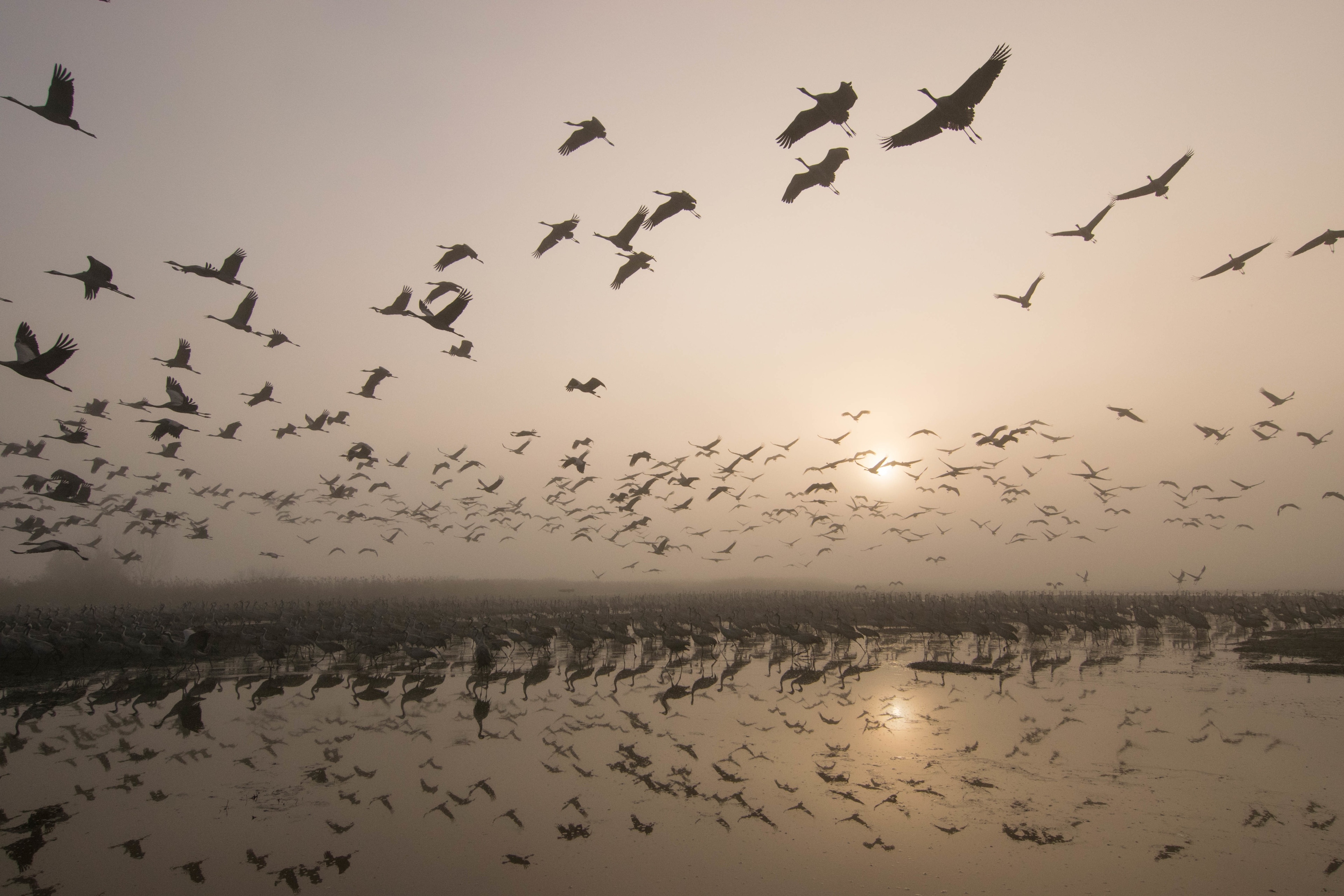 #BvS100K


these birds are migrating from Europe to Africa In the Winter time, to stay warm. Israel is a good spot to stop and recharge the energy to make it all the way to Africa. there's this lake in the north of israel named Agamon HaHula which they stop there, gain energy, eat and then keep flying after getting the energy they need these birds make this cycle every year when the winter comes, then come back in the summer when it's warm. This Photo was taken at sunrise when some of the birds continued the journey, and some still slept. If You Are In Israel, make sure to visit this place (its pretty underrated)