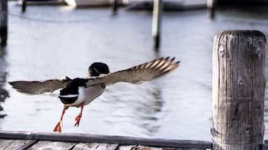 TAKE OFF 🦆