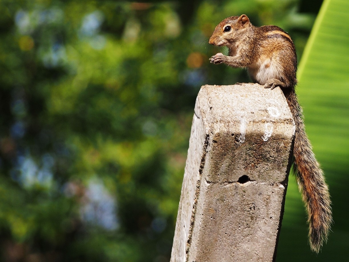 6,900+ Squirrel Acorn Stock Photos, Pictures & Royalty-Free Images - iStock  | Squirrel acorn white background, Squirrel acorn vector, Eastern gray  squirrel acorn