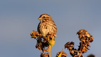 A song sparrow at dusk in Fall. 