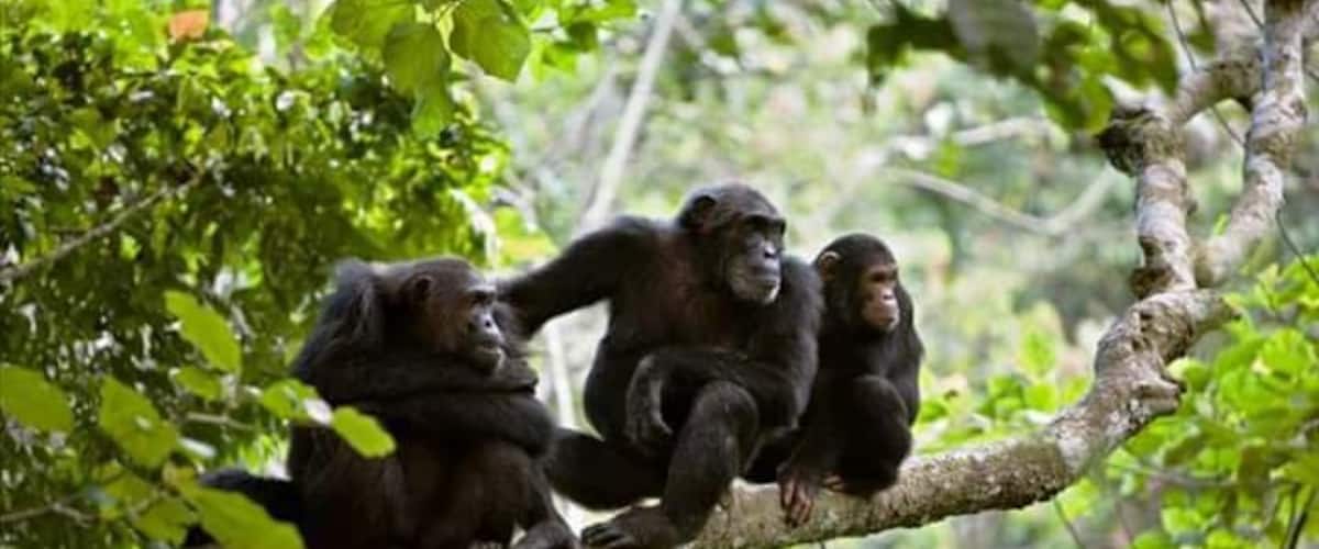 Gombe national park is one of the best places to spot Chimpanzee in Africa.