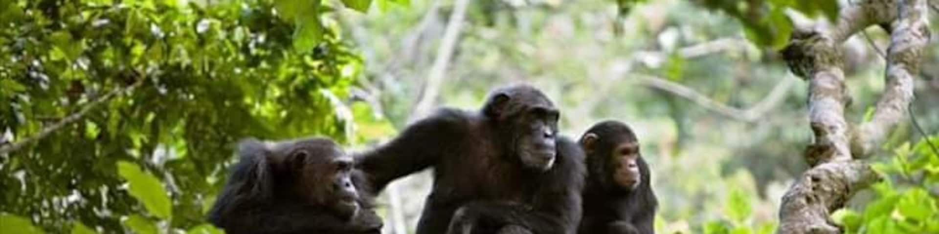 Gombe national park is one of the best places to spot Chimpanzee in Africa.
