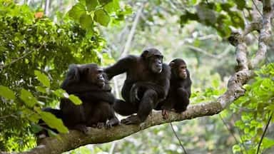 Gombe national park is one of the best places to spot Chimpanzee in Africa.