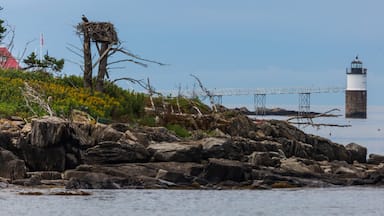 Located off Ocean Point near East Boothbay ME, I spied an egret nesting near the light and though this would be an interesting shot.  500mm, f/6.3, ISO 800 @ 1/5000.  Taken from Ocean Point Walk.