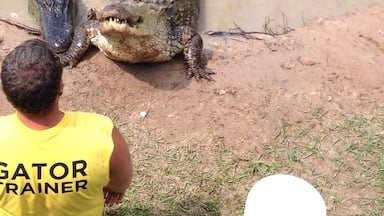Feeding time at Gator Country! Such a fun place! #gator911