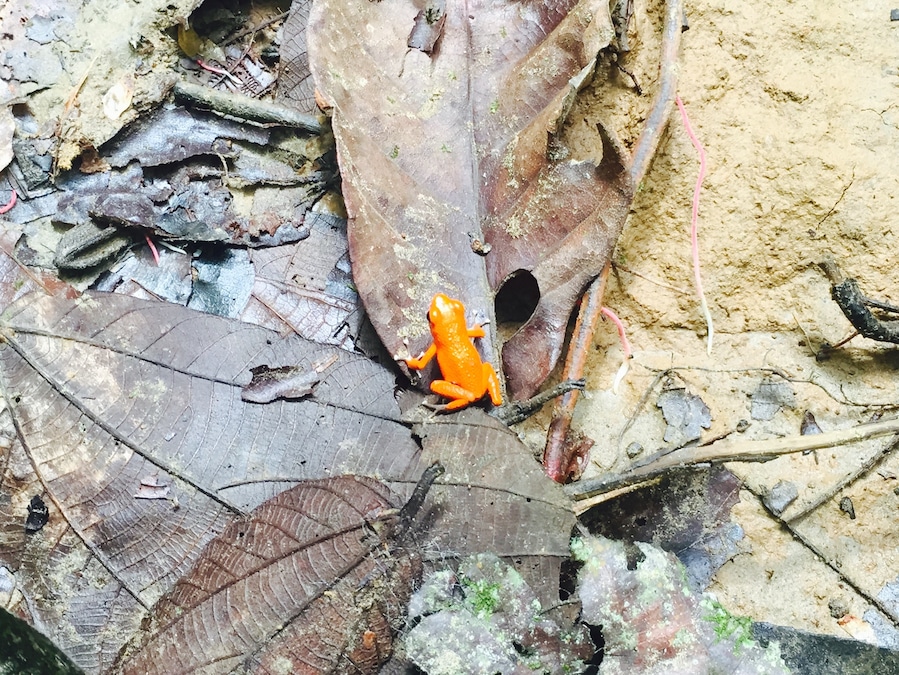 Exploring the rainforest in Panama.