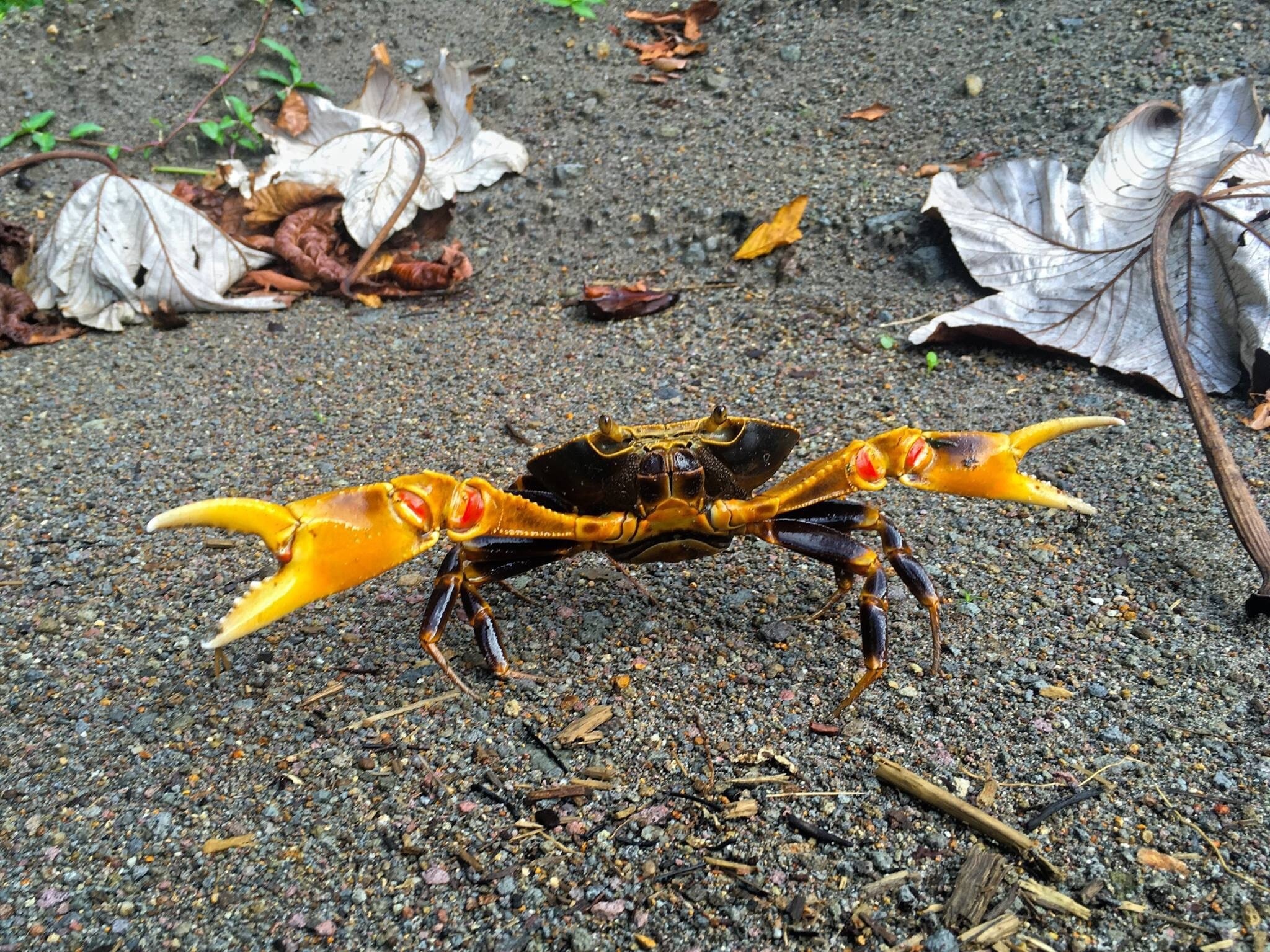 A fierce freshwater cyrique crab in the jungle of Dominica.