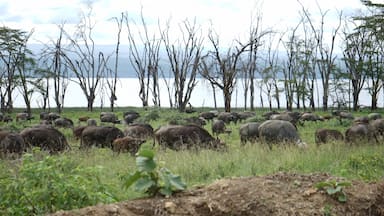 Buffalos by lake Nakuru  