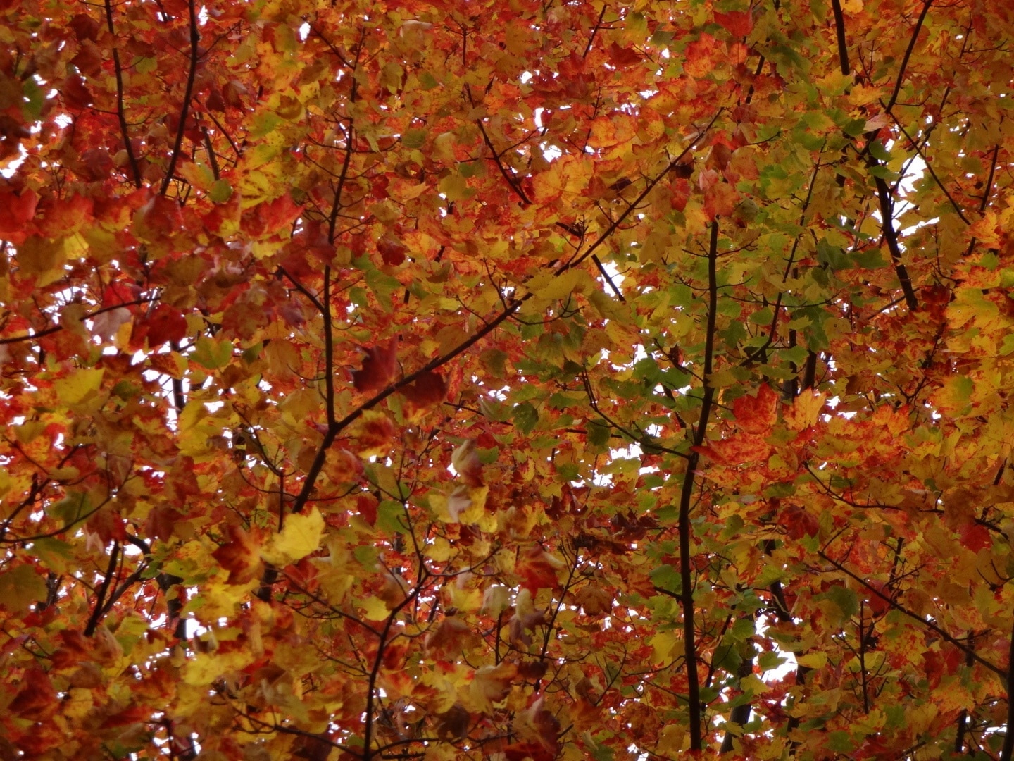 Visit Sugar Grove Best of Sugar Grove, Ohio Travel 2022 Expedia Tourism