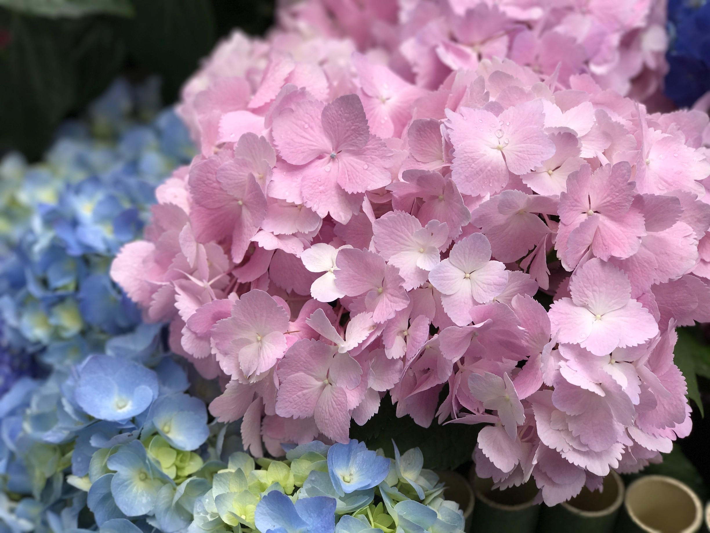 Hydrangeas is very popular in Japan. They can be found in many shrines and homes in Japan.