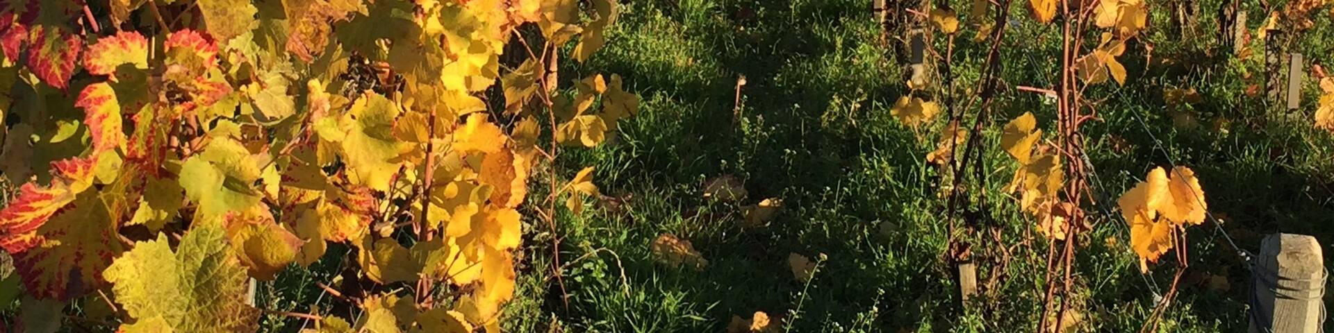 Autumn in Burgundy vineyards- france