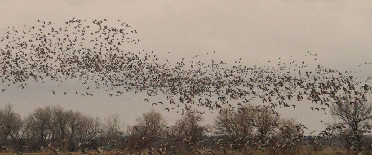 Thousands of Sandhill cranes flush from the Platte River and head out to feed for the day.  The noise is amazing!  Visit March/April to catch the migration.
