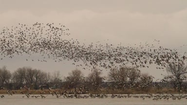 Thousands of Sandhill cranes flush from the Platte River and head out to feed for the day.  The noise is amazing!  Visit March/April to catch the migration.