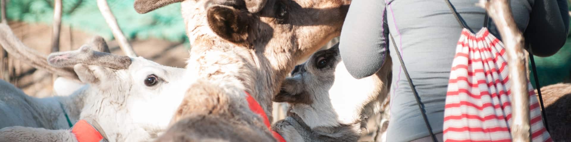 Officially 'attacked' by reindeer :) |
Beautiful Sami experience.
