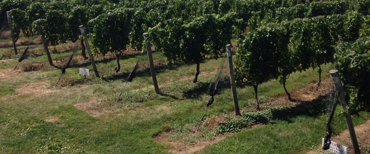 Wine on the vine!