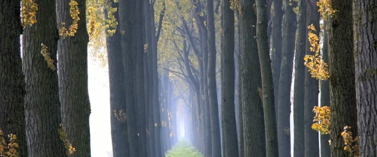 Green Avenue