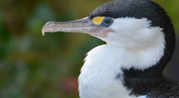 Closes up of the Pied Shag, could do some real damage with that beak