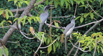 A pair of adult Grey Hornbills
