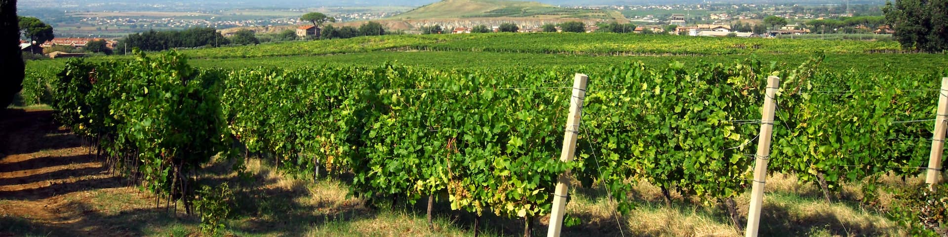 On the way to taste the grapes!