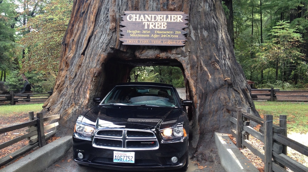 Drive-Thru Tree Park, Leggett, California, United States of America