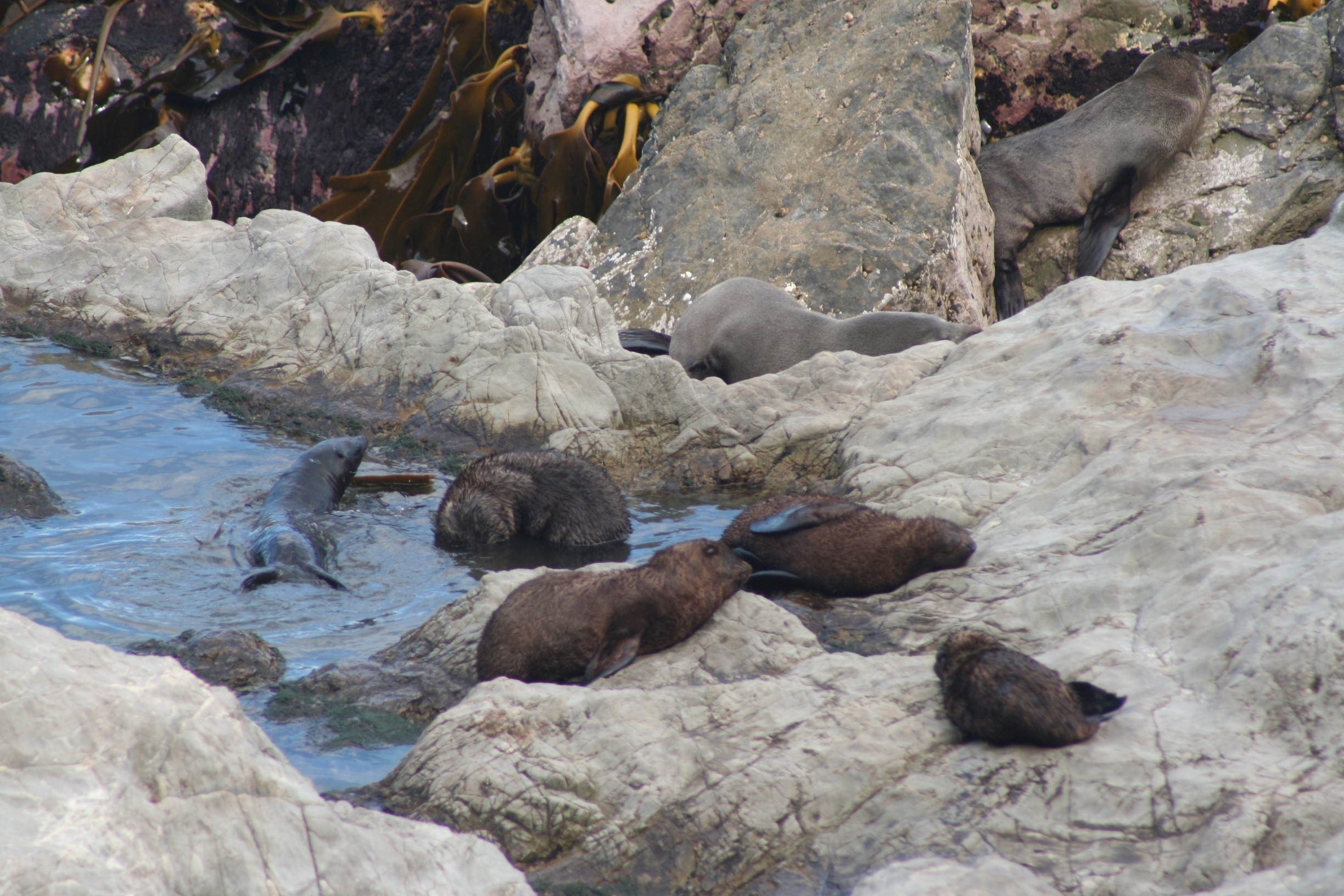 Just north of Kaikoura is Ohau point, where you can find baby seals frolicking on the rocks and in the water