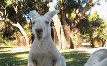 Visit Caversham Wildlife Park In Whiteman Expedia Visit Caversham Wildlife Park In Whiteman Expedia