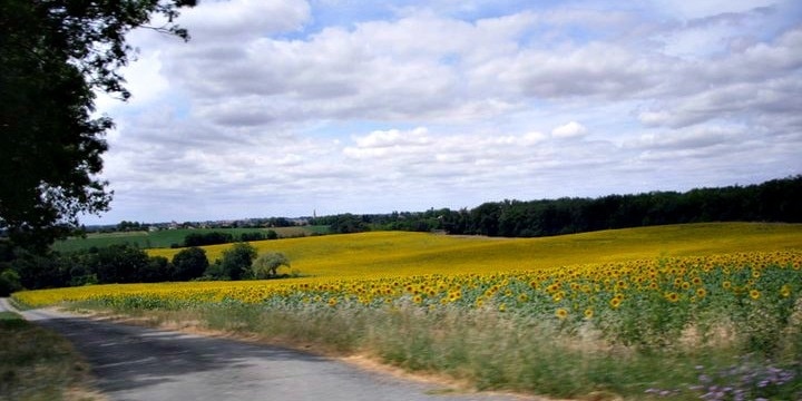 Sunflower meadow in Gondrin France