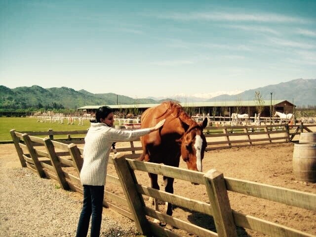 The owners at Casa Silva own an amazing horse ranch 