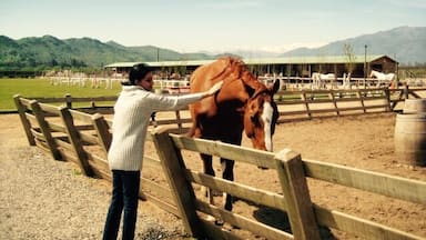The owners at Casa Silva own an amazing horse ranch 