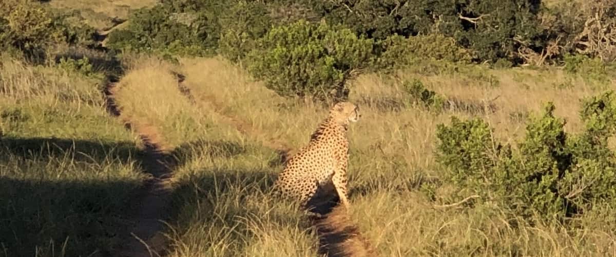 We were truly lucky to spend time at Amakhala. An amazing reserve 💛