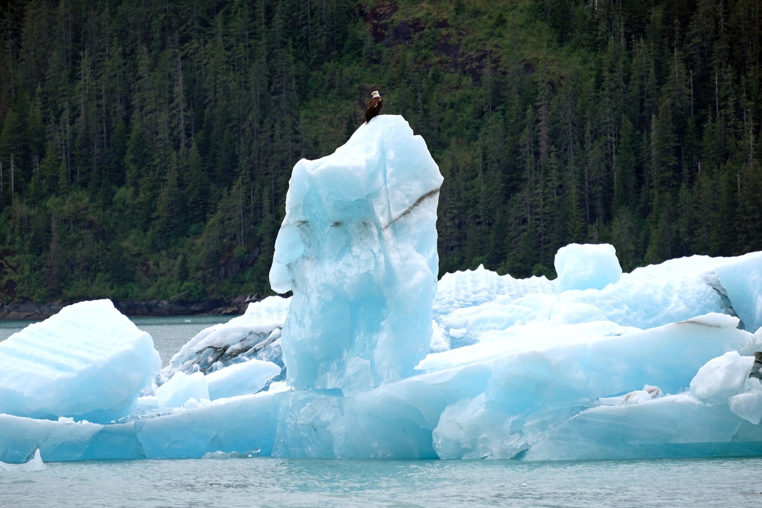 Tracy Arm Tours