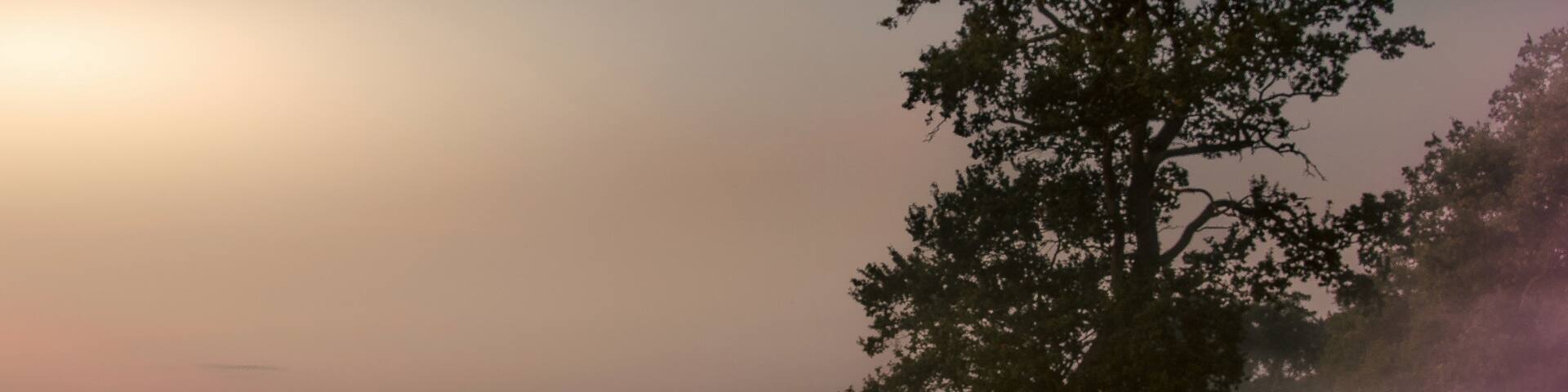 Early morning mist near home.