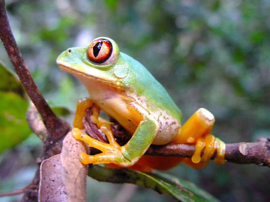 #Green found this little guy whilst trekking through the bush