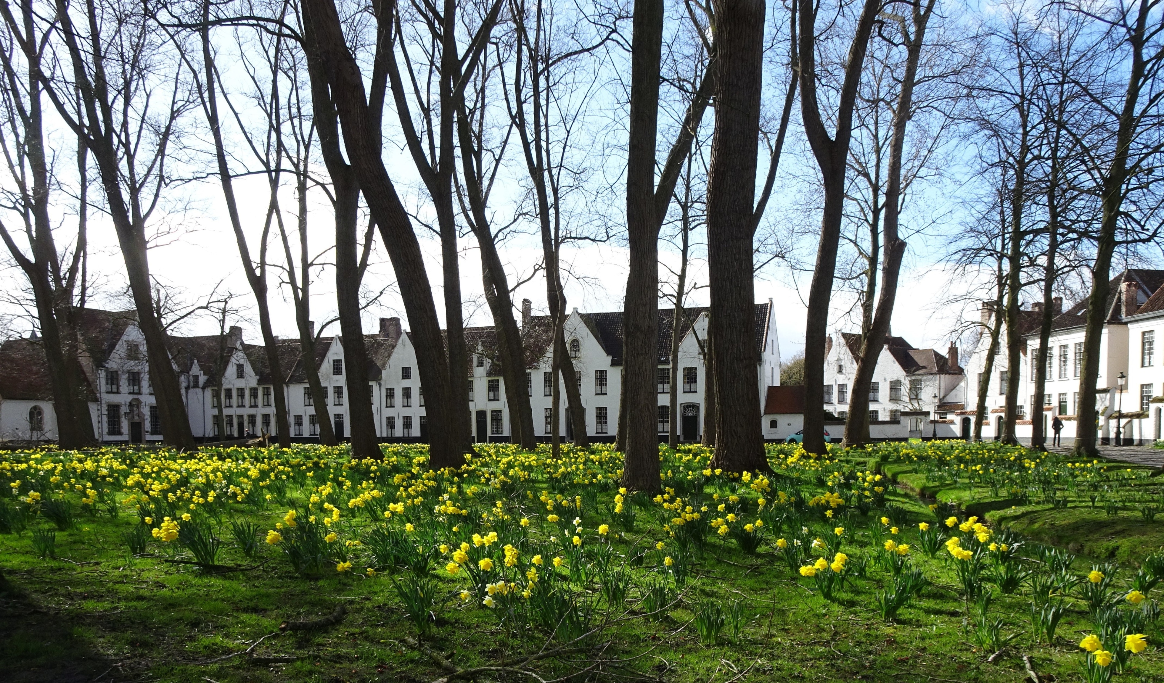 When I posted a first photo of the beguinage 2 weeks ago, there were hardly any flowers. Now, in the 2nd week of March, the ground is covered with a sea of daffodils.

The 'Princely Beguinage Ten Wijngaarde' with its white-coloured house fronts and tranquil convent garden was founded in 1245. This little piece of world heritage was once the home of the beguines, emancipated lay-women who nevertheless led a pious and celibate life. Today the beguinage is mainly inhabited by nuns of the Order of St. Benedict.
#Bruges  #Culture  #LocalSecrets  #Trovember  #History