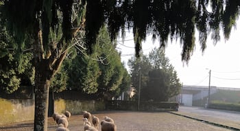 This was the sign, that I am actually living in the countryside within the city 🤫 🐑
#Portugal #animals #sheep #Porto #landscape #countryside