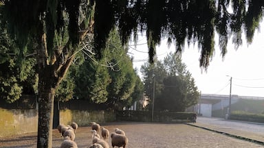 This was the sign, that I am actually living in the countryside within the city 🤫 🐑
#Portugal #animals #sheep #Porto #landscape #countryside