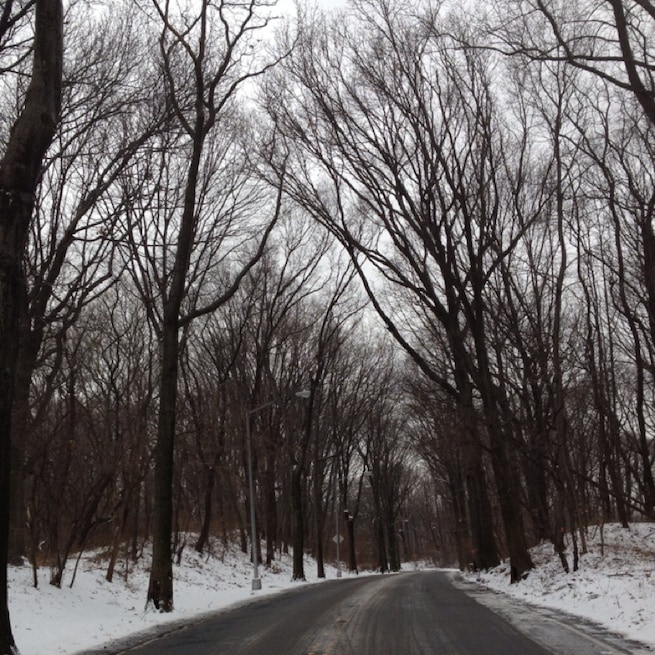 Forest Park
