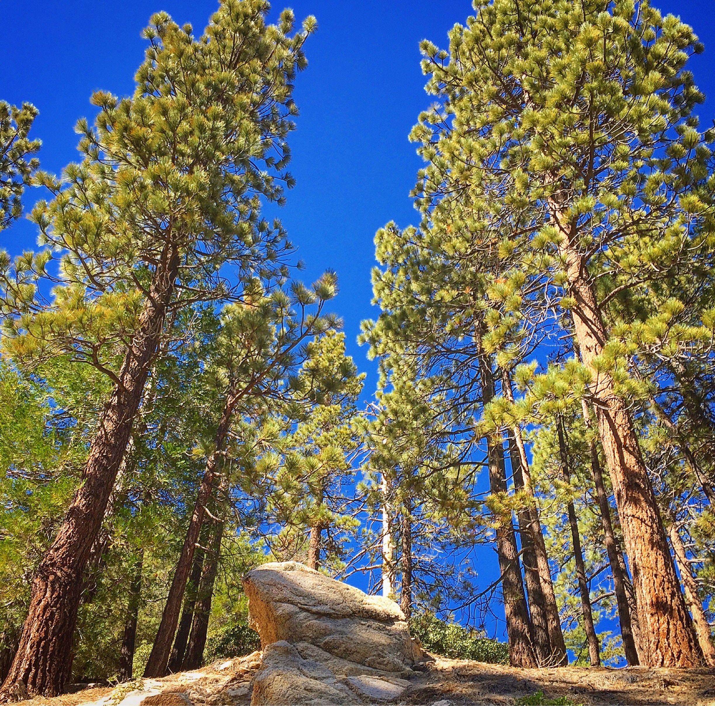 "6,300-foot elevation. 38 campsites among tall pines and cedars. The Burkhart Trail begins here and connects to a vast network of National Recreation Trails , including the High Desert NRT, the Pacific Crest NRT, and the Silver Moccasin NRT.  Maximum RV length 18 feet. Be Aware of Bear Activity." ~  
http://www.fs.usda.gov/recarea/angeles/recreation/recarea/?recid=41690&actid=29 #Hiking
