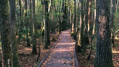 The boardwalk at Kalmia Gardens