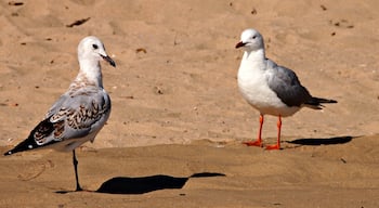 Hervey Bay is situated 300km North of Brisbane. There are lots of places to visit in ths area. Frazer Island is ahead of all. We just had a cup of tea in a beach restaurant here, on our way to Bundaberg. There were loads of bird species along the beach. They beautify this area further.