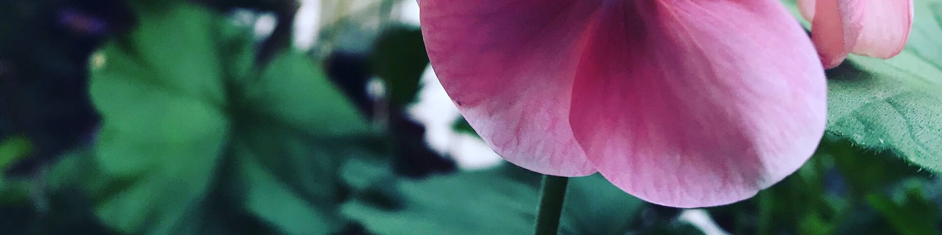 Quartier de la Maison-Blanche, París, Francia